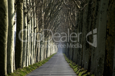 France, a small country road lined with trees