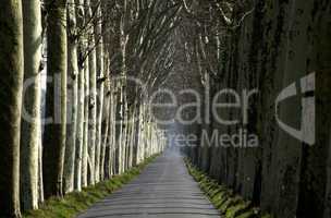 France, a small country road lined with trees