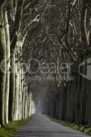 France, a small country road lined with trees