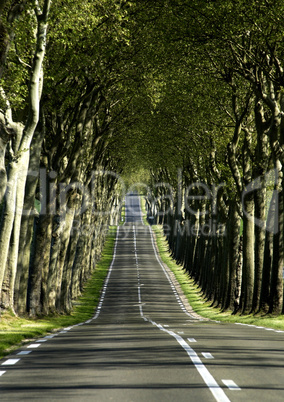 France, a small country road lined with trees