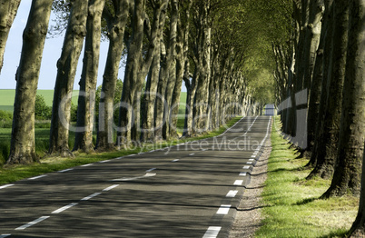 France, a small country road lined with trees