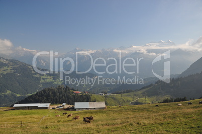 Blick vom Dundelegg zum Wetterhorn