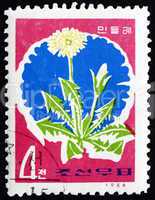 Postage stamp North Korea 1966 Dandelion, Taraxacum Officinale