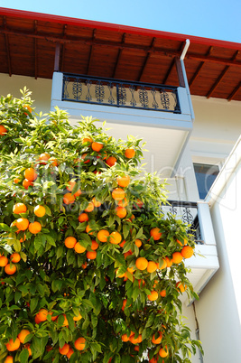 House at the Greek village and orange tree with fruits, Pieria,