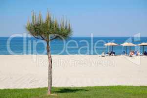The beach with pine tree, Halkidiki, Greece