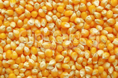 Maize corn