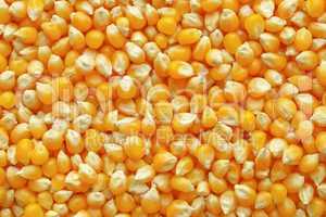 Maize corn