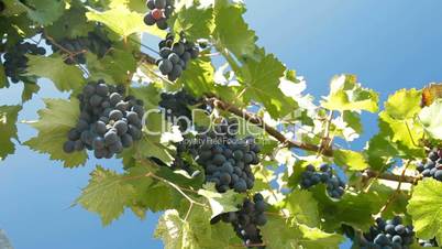 Dark Blue Grapes On The Vine Against Blue Sky