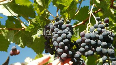 Female Hands Harvesting Grape