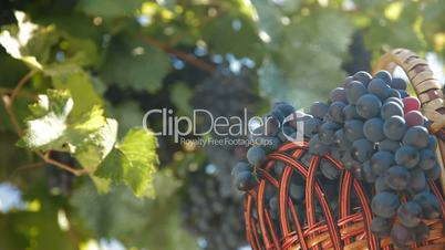 Fresh Harvest Dark Blue Grapes In Basket