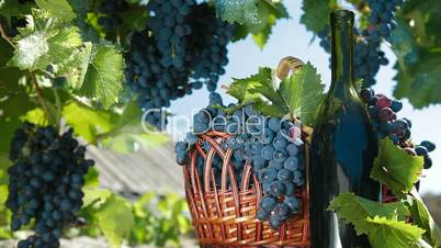 Fresh Grapes In Basket And Bottle Of Wine