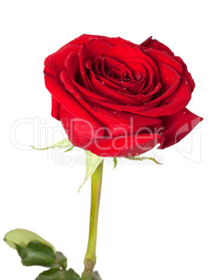 Red rose bud with water drops