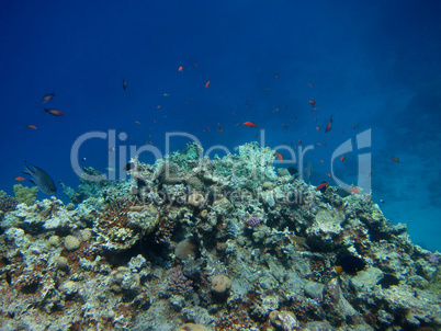 korallen huegel