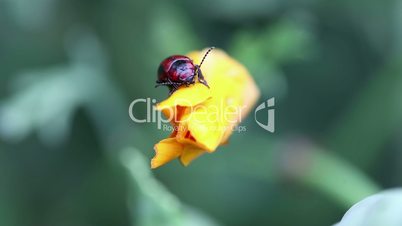 Black and red beetle.