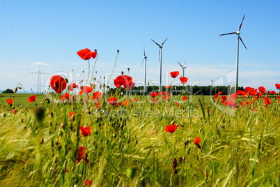 Mohnblumen vor Windrädern