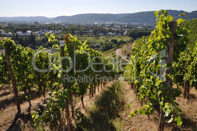 Weinberg bei Trier