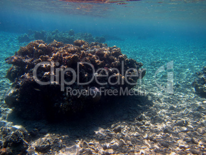 korallen mit spiegelung