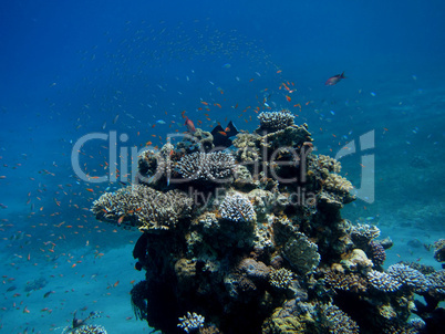 korallenriff und fische