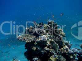 korallenriff und fische