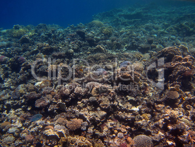 niedrige korallen