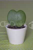Heartshaped Succulent in a white Pot