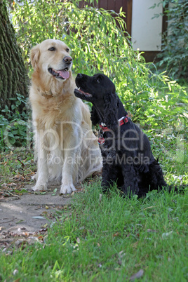 Golden Retriever und Cocker Spaniel