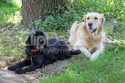 Golden Retriever und Cocker Spaniel