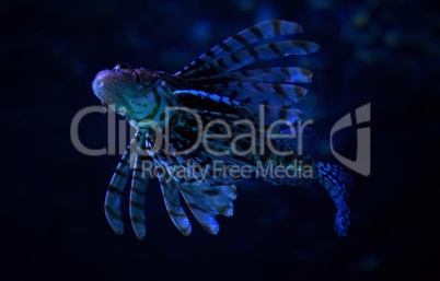 Feuerfisch Lionfish Unterwasser