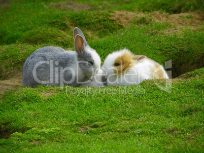 Kaninchen