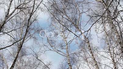 Winter trees and clouds