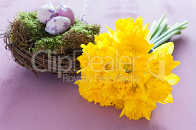 Osterglocken und Nest / daffodils and nest