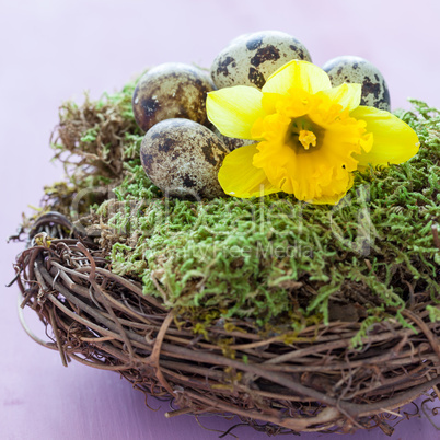 Osternest mit Narzisse / easter nest with daffodil