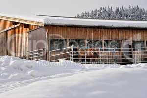 Stall und Kühe im Winter