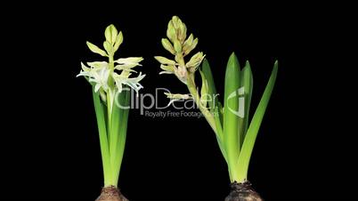 Time-lapse opening hyacinth flower buds ALPHA matte, (Hyacinthus)