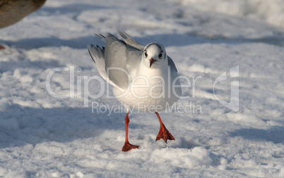 Seagull