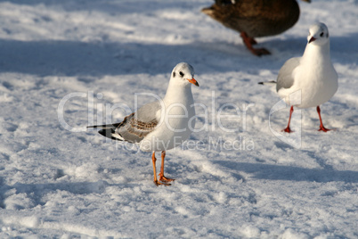 Seagull