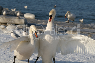 Pair swans