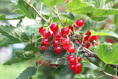 Red currant on bush