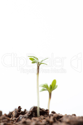 Seedlings in dirt