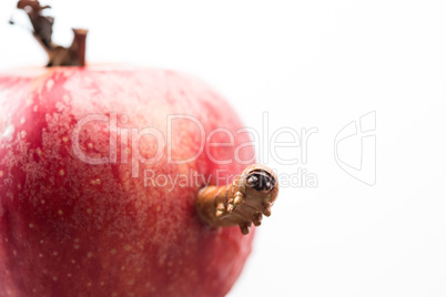 Caterpillar peeking out from apple