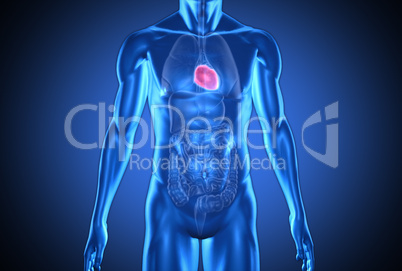 Digital blue human with highlighted heart