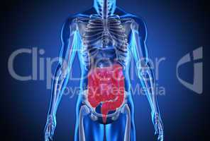 Digital blue human with highlighted digestive system