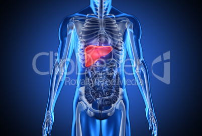 Digital blue human with highlighted liver