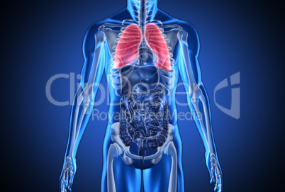 Digital blue human with highlighted lungs