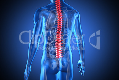Digital blue human with highlighted red spine and visible organs