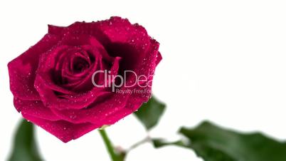 Dew drops falling from pink rose