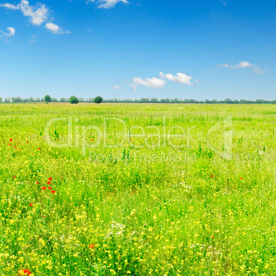 green spring field