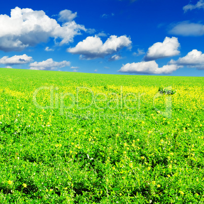 spring meadow