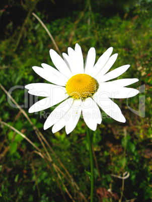 beautiful flower of the white chamomile