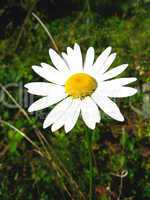 beautiful flower of the white chamomile